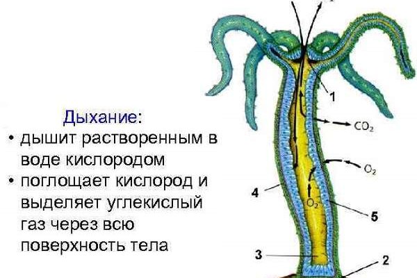 Кракен сайт бошки